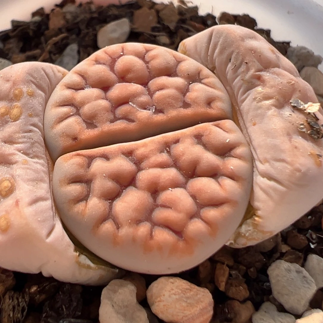 94多肉植物百科知识