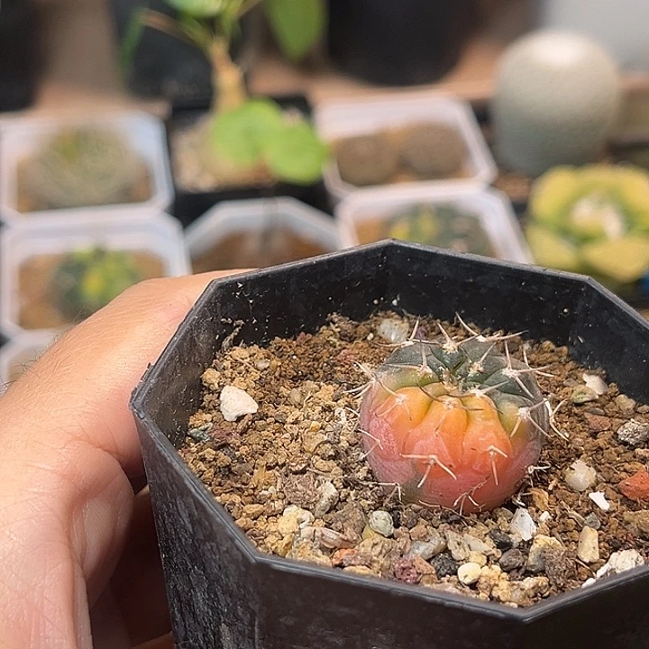 无花朵糖果锦怪龙丸实生