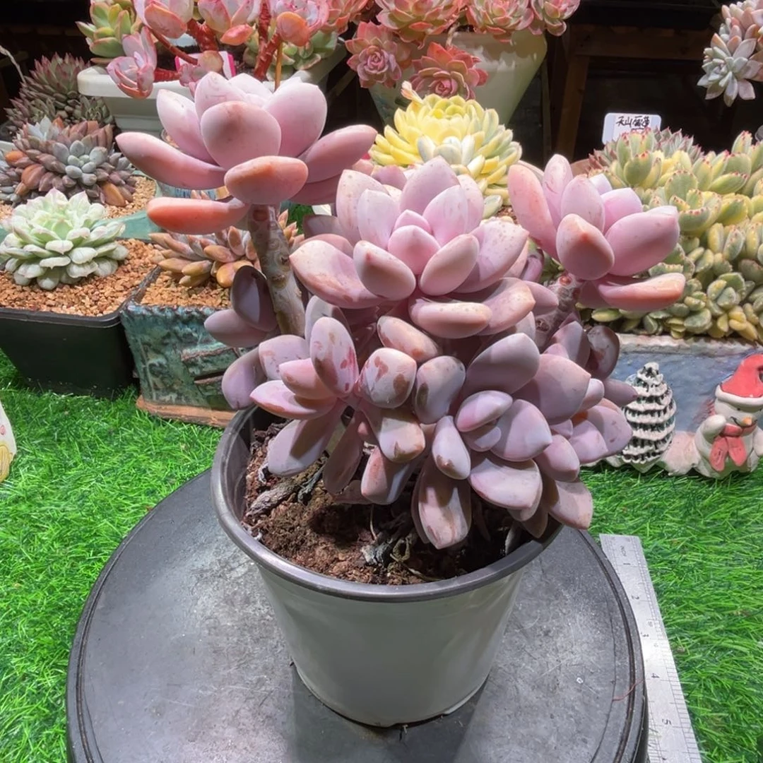 桃霜，一物一拍。