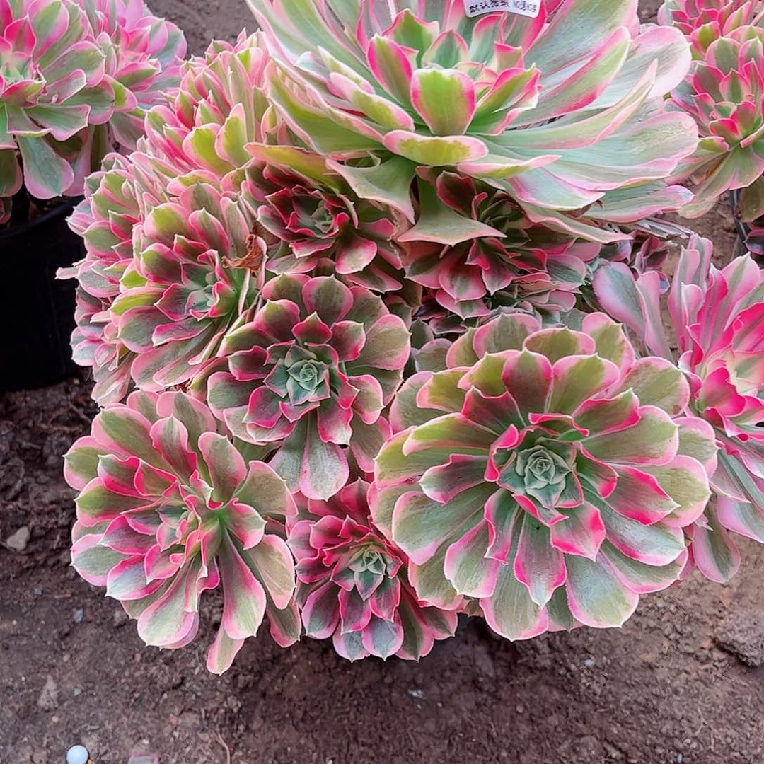 无花朵多肉植物267