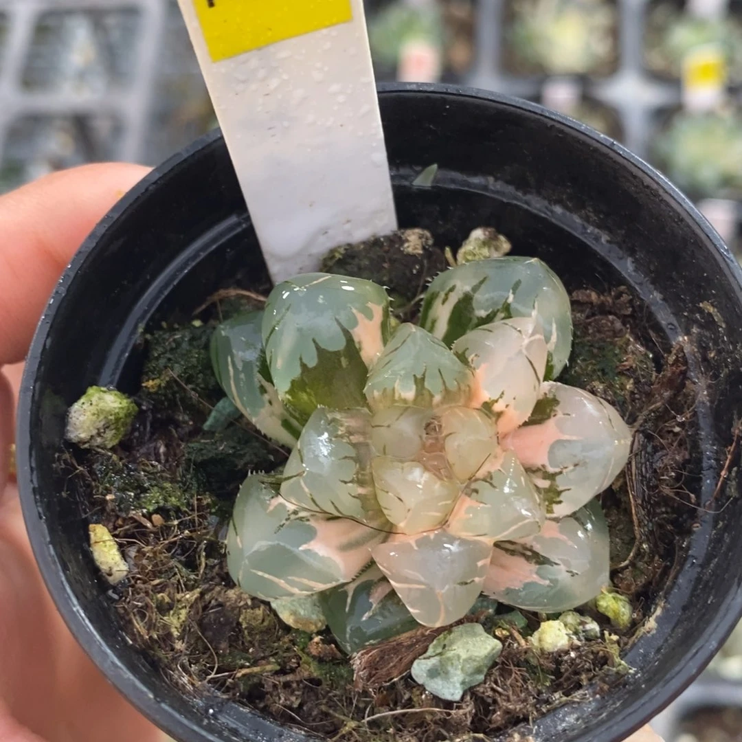 不开花植物174水中月