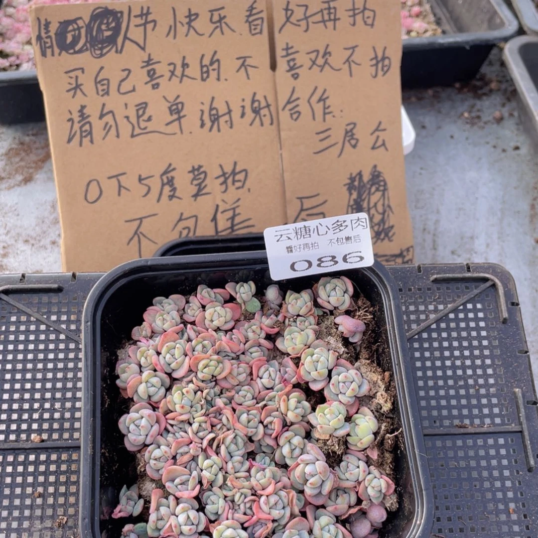 云糖心多肉植物86