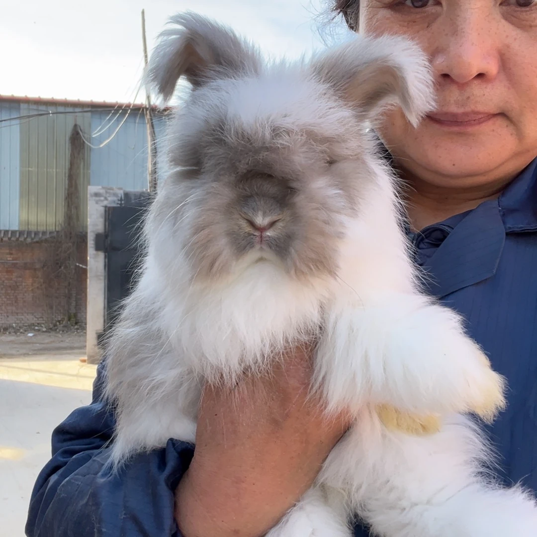 宠物兔英系安哥拉兔