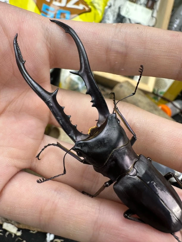 美它利佛细身赤锹甲