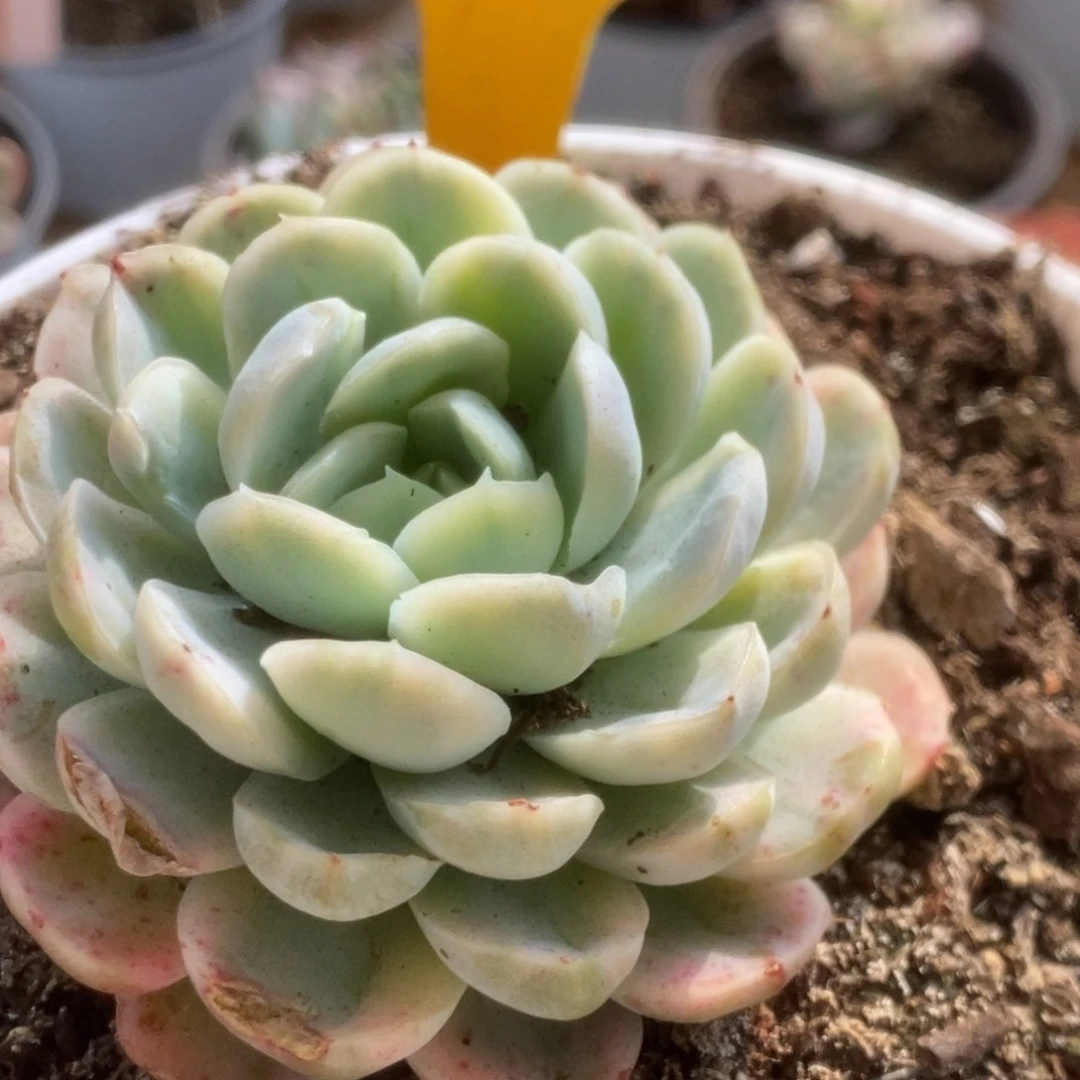 584贝瑞锦锦锦锦锦锦