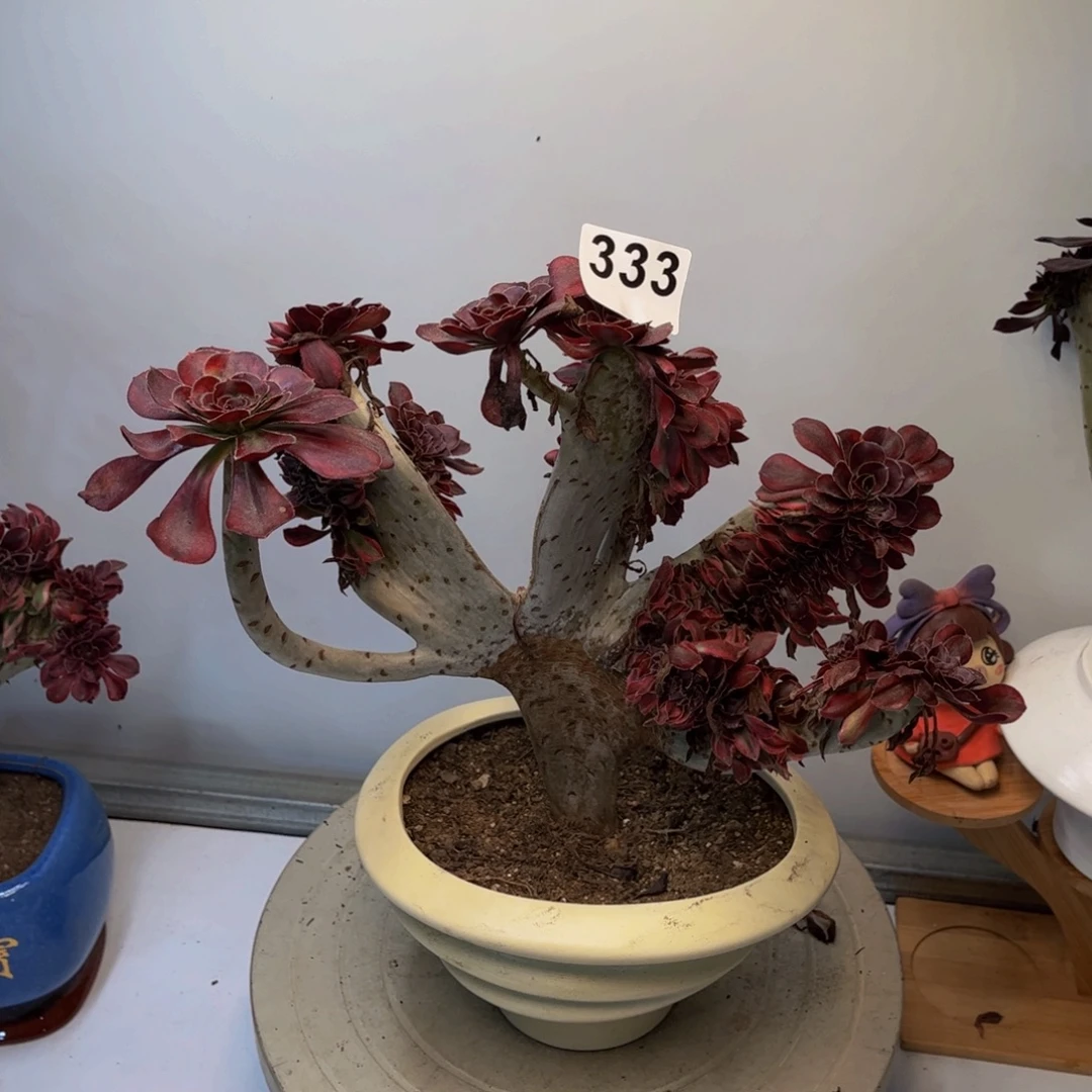 多肉植物香奈儿缀333
