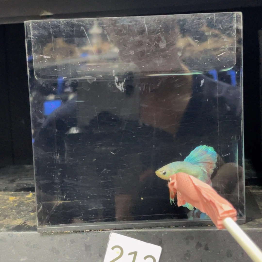 白***茶斗鱼哈哈傻哈哈212