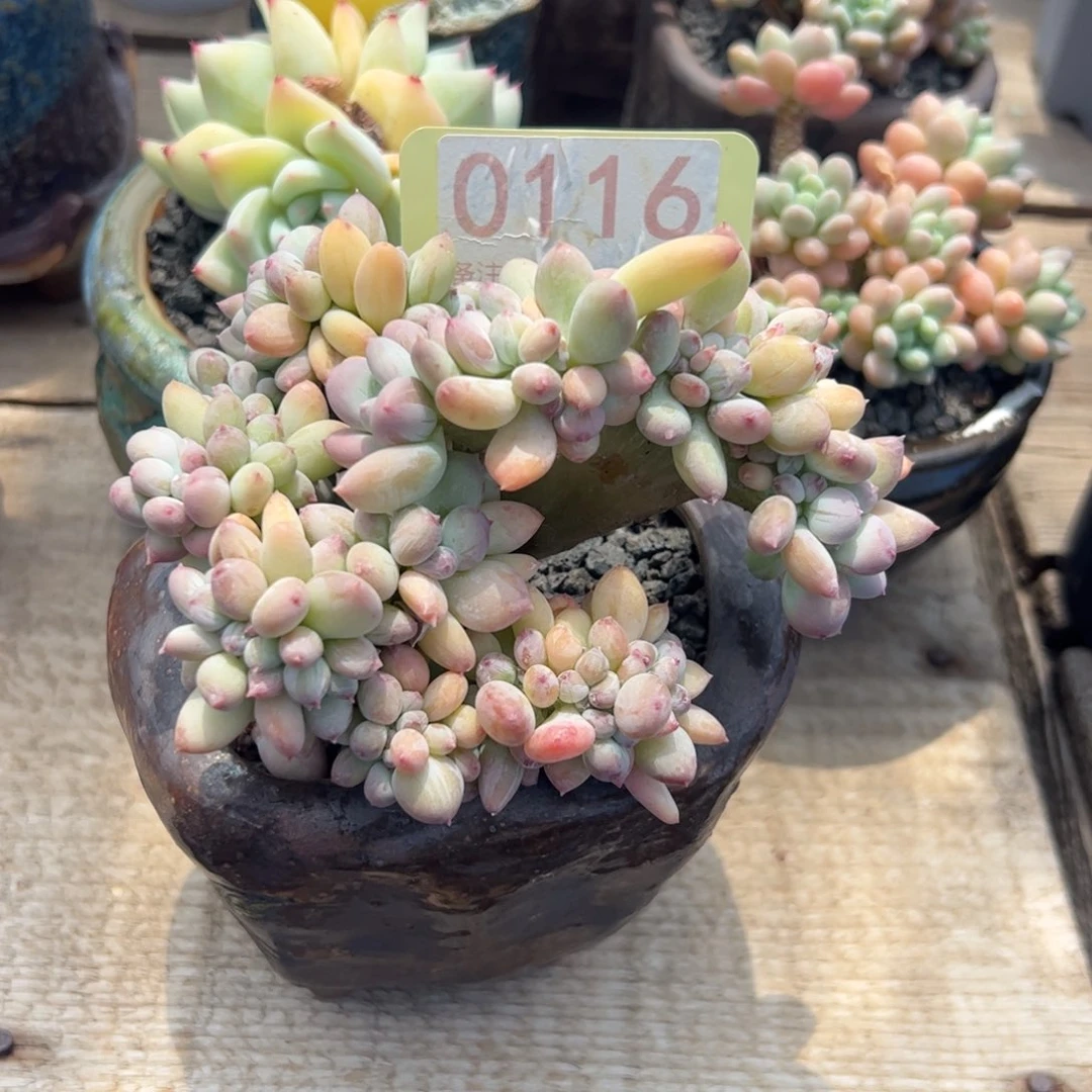 三日月缀化多肉植物