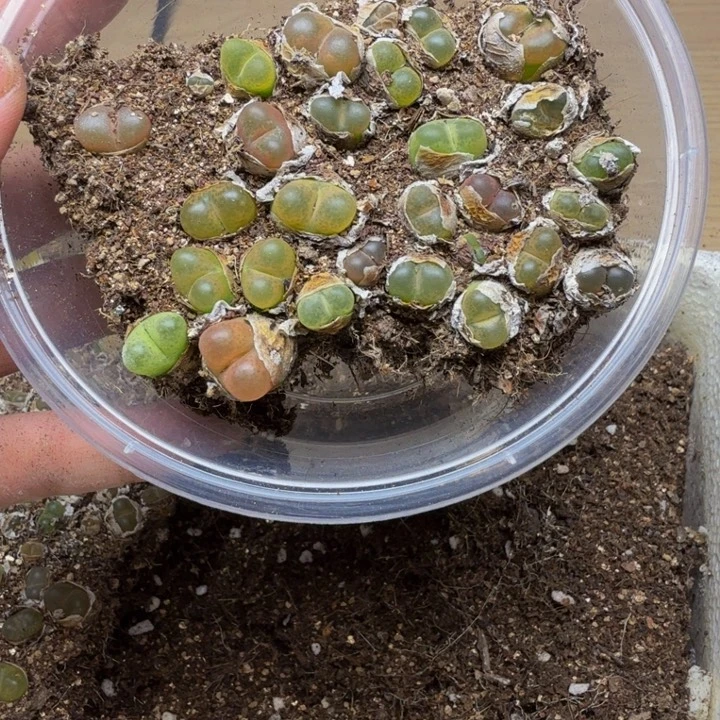 多肉植物的生长发育203
