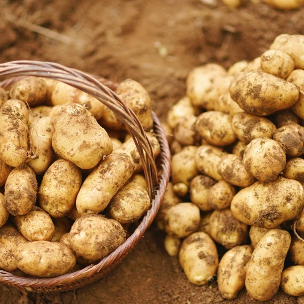 贵州高山黄皮黄心新土豆软糯大个老品种新鲜洋芋当季蔬菜