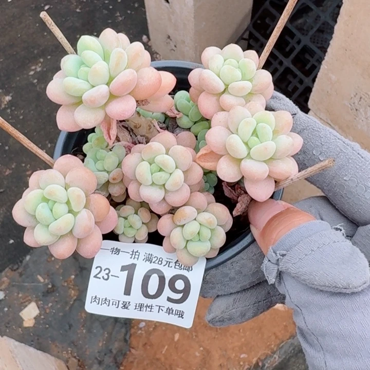 洛可可无盆土发货无盆土