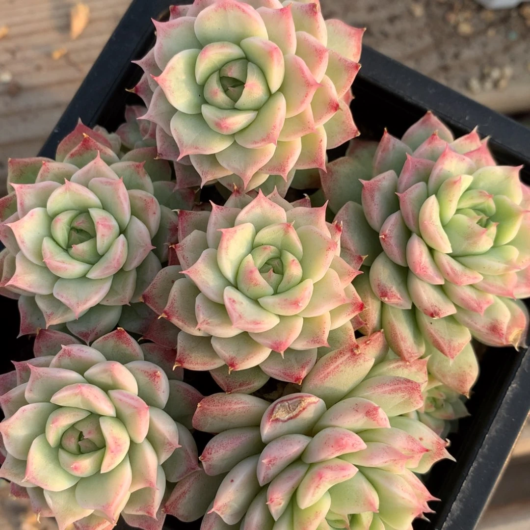 0204-16 女王玫瑰