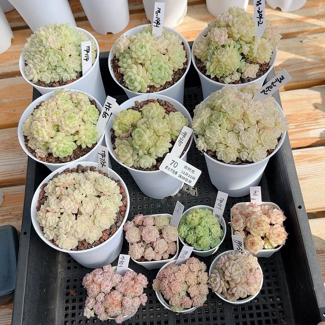 1222-71（打包13颗）枫姐专拍