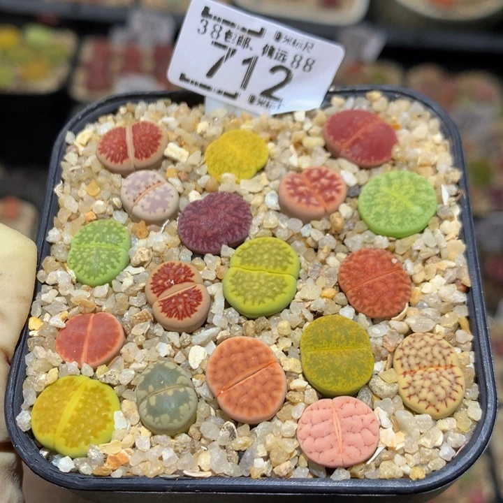 Sss精品生石花712