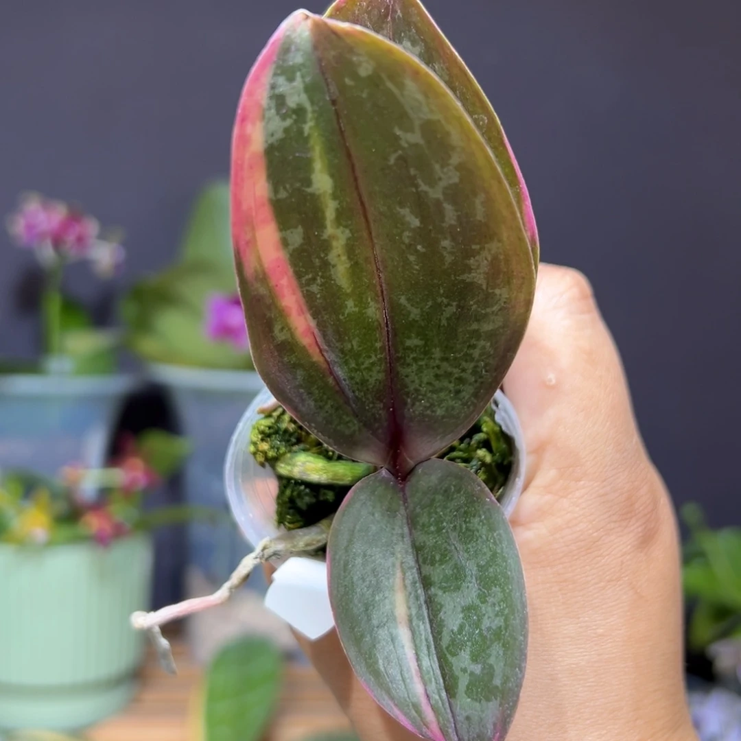 无花朵史塔基彩虹叶艺