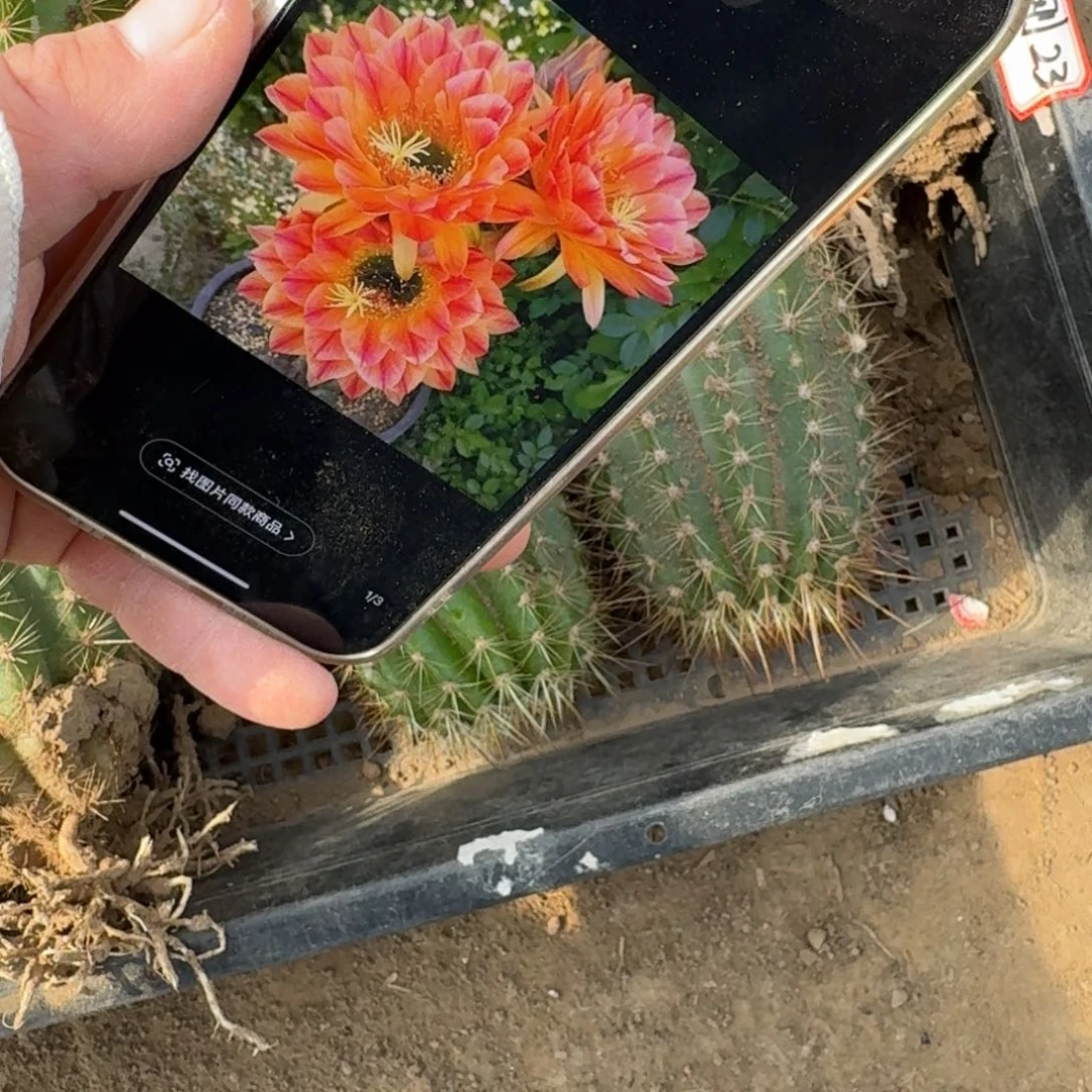 216毛花柱火焰魔术歪无根侧牙5公分左右，20包邮