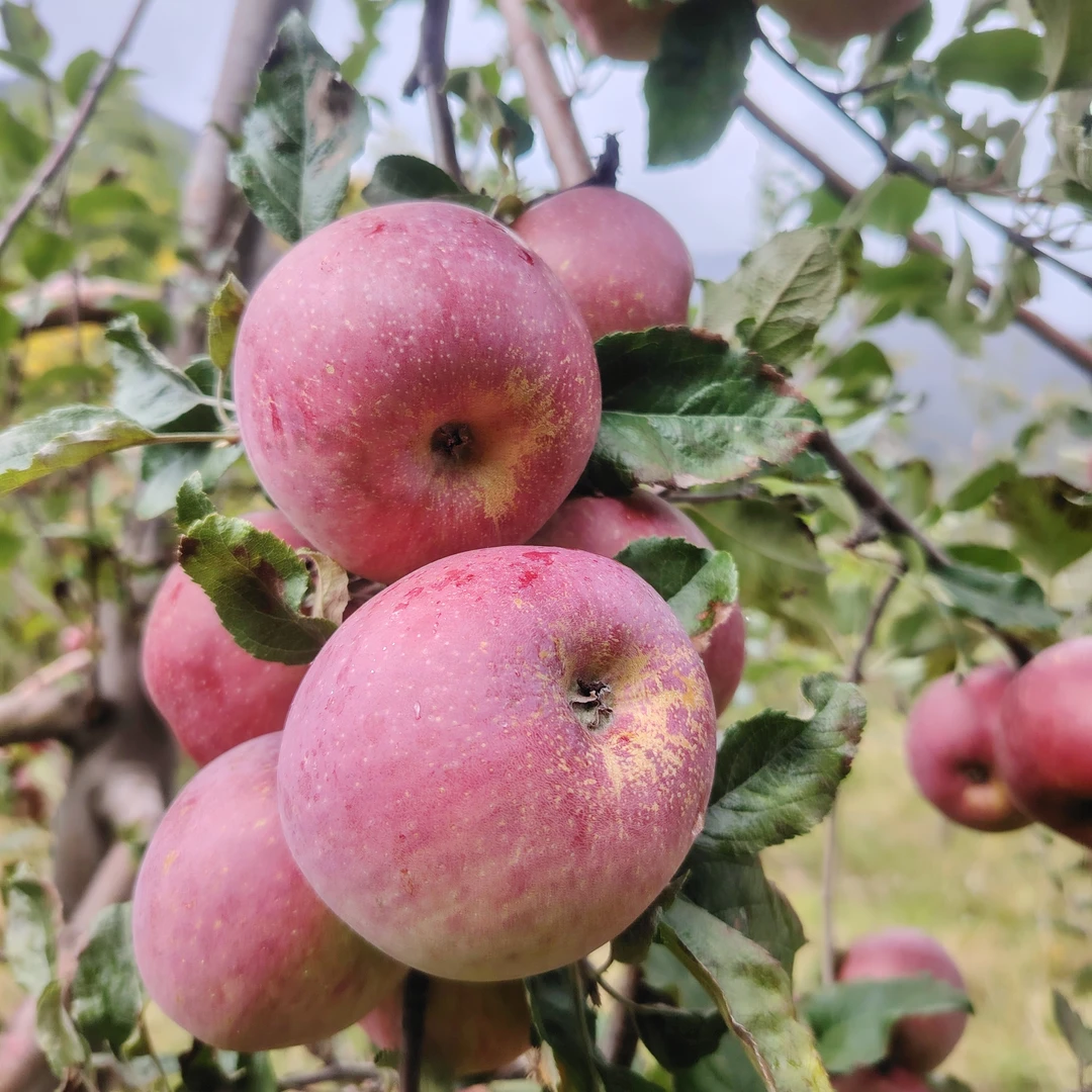 西藏林芝高原丑苹果红富士冰糖心新鲜现摘脆甜多汁水果礼品盒装