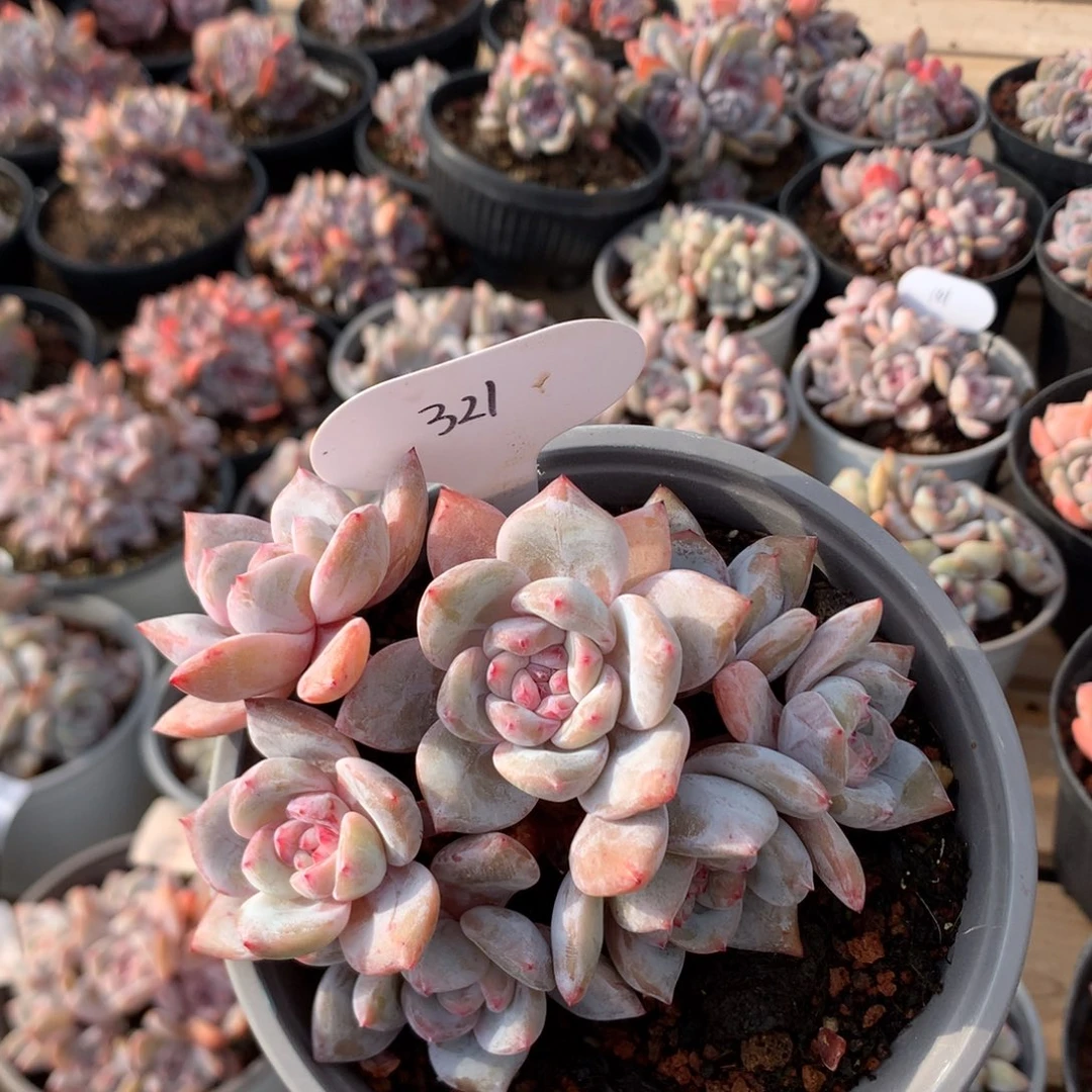 11.5厘米有砍七头粉溏心小树石榴籽 321