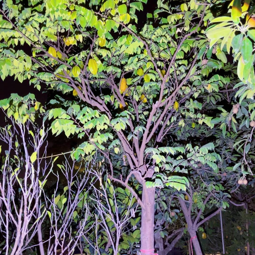 h***u果苗。果苗。果苗6666