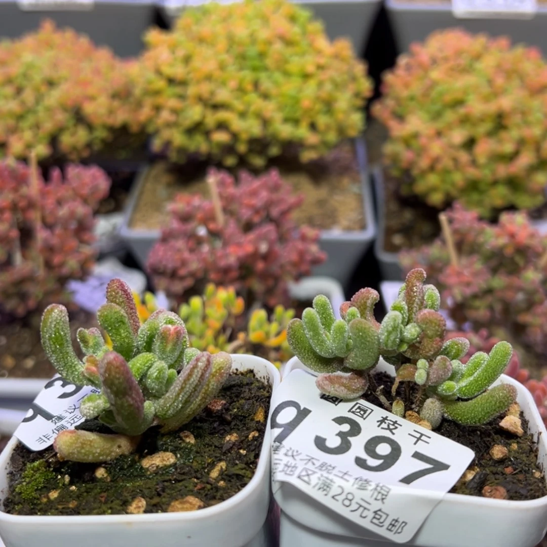 【闪购商品】°**魚q398q397紫闪光锦盆口5cm
