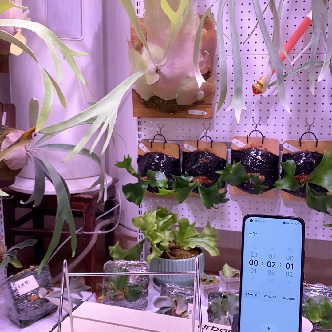 无花朵北候鹿角蕨侧芽板植