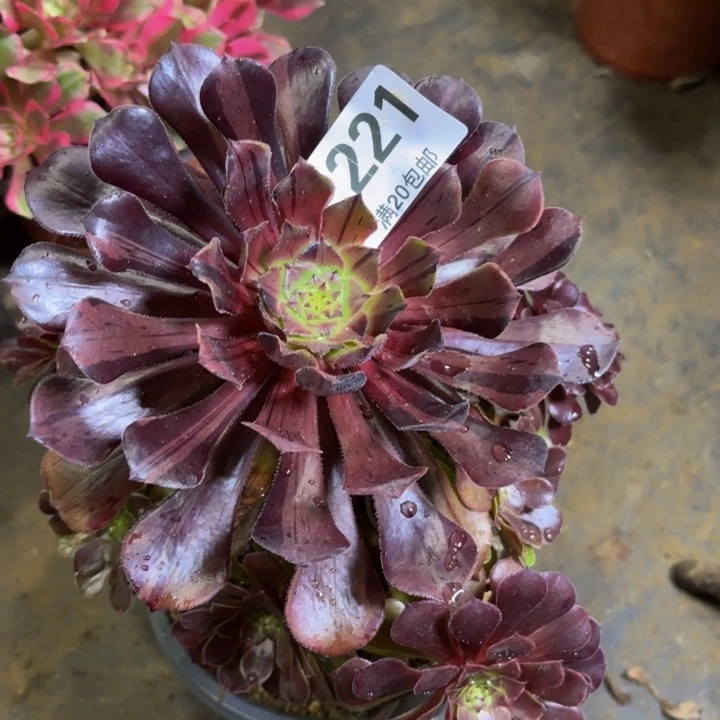 瑞妈多肉植物，221.