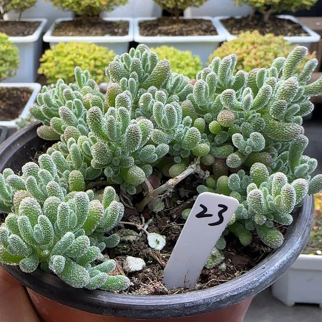 冰晶枝干番杏。。。。