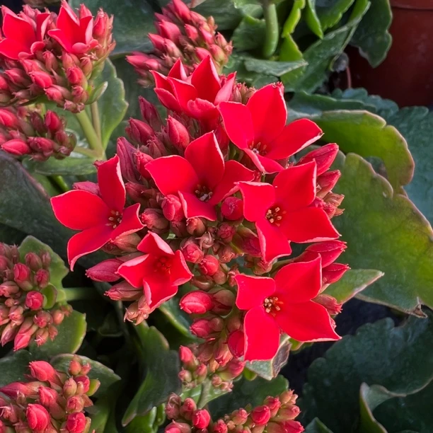 【杰姬】单瓣长寿花