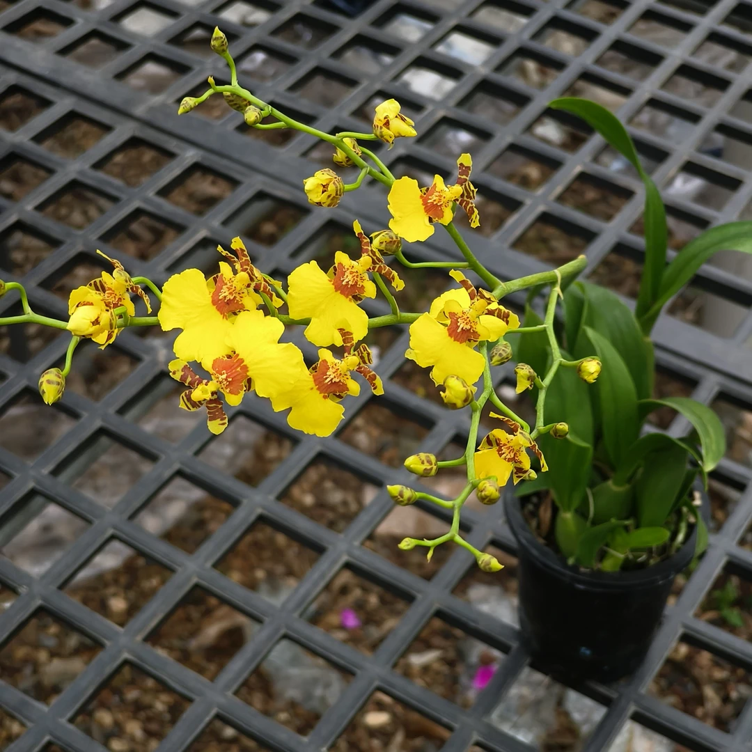 跳舞兰文心兰绿植盆栽室内桌面花卉带花苞开花久