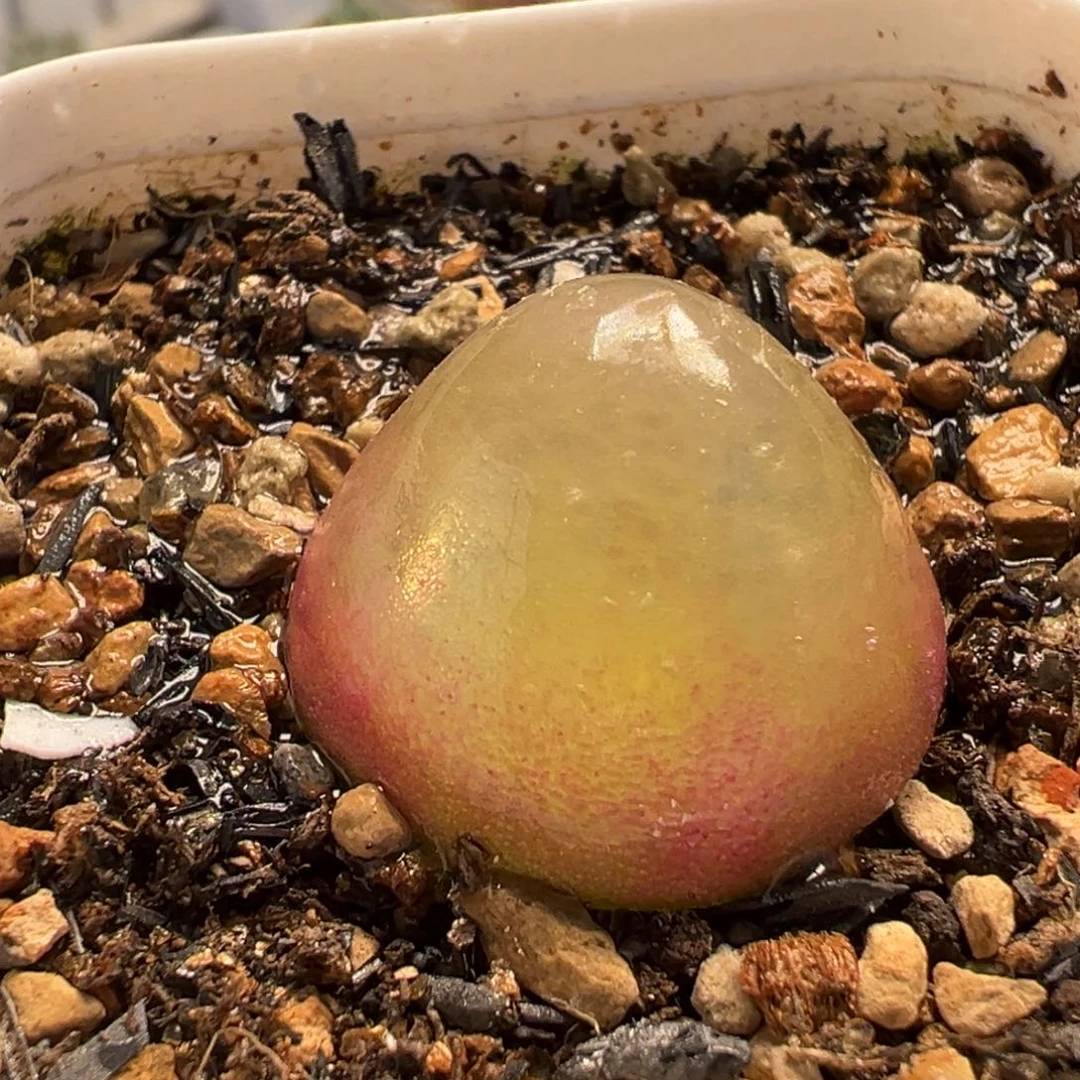 011多肉植物盆栽植物