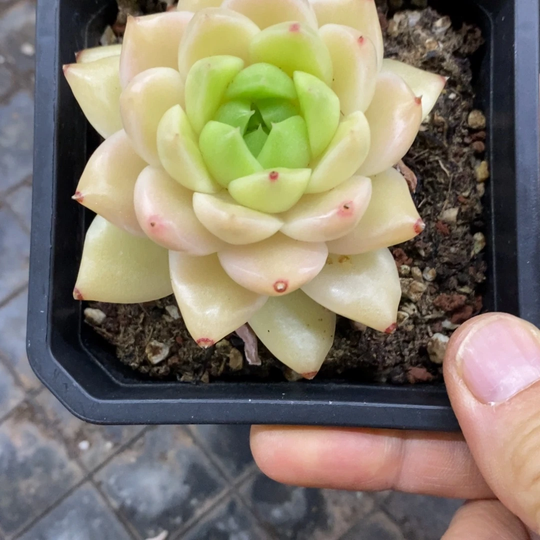 精品多肉一物一拍不包整253