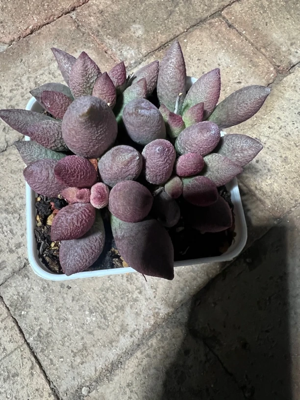 王胖水泡多肉植物