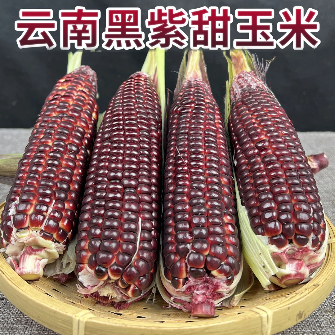 云南新鲜黑紫水果玉米甜玉米新鲜现摘紫色水果玉米棒苞米代餐玉米