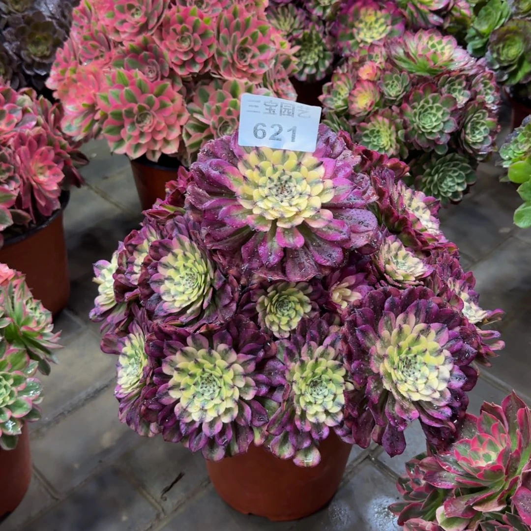 多肉植物621辉煌