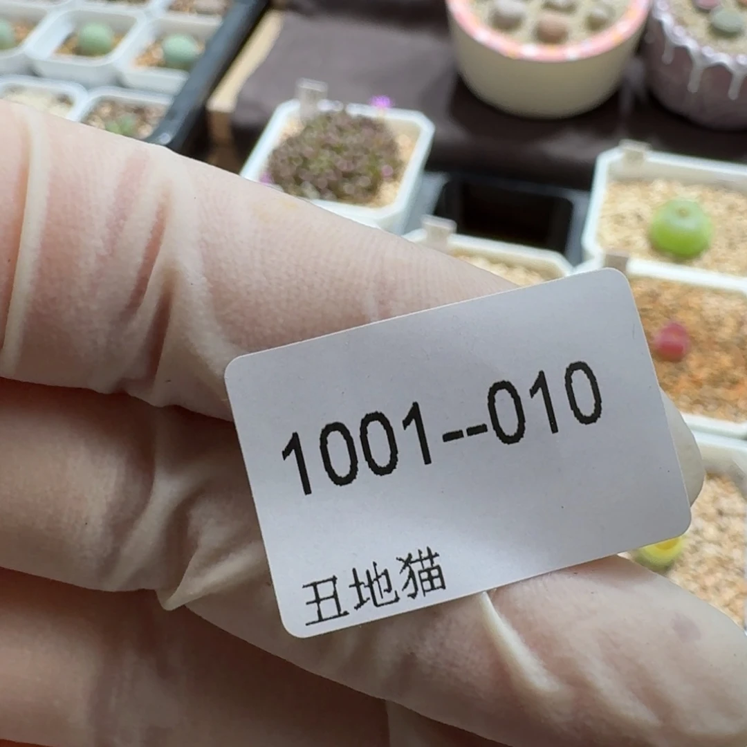 莹***1001-010卷卷卷卷卷j