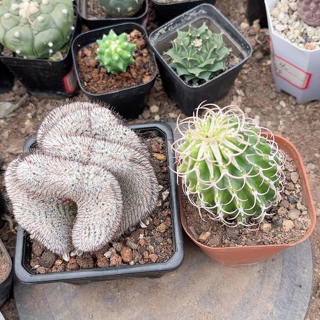 这次佩雷援助麒麟一一一一