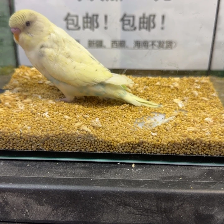 虎皮鹦鹉大头虎皮鹦鹉