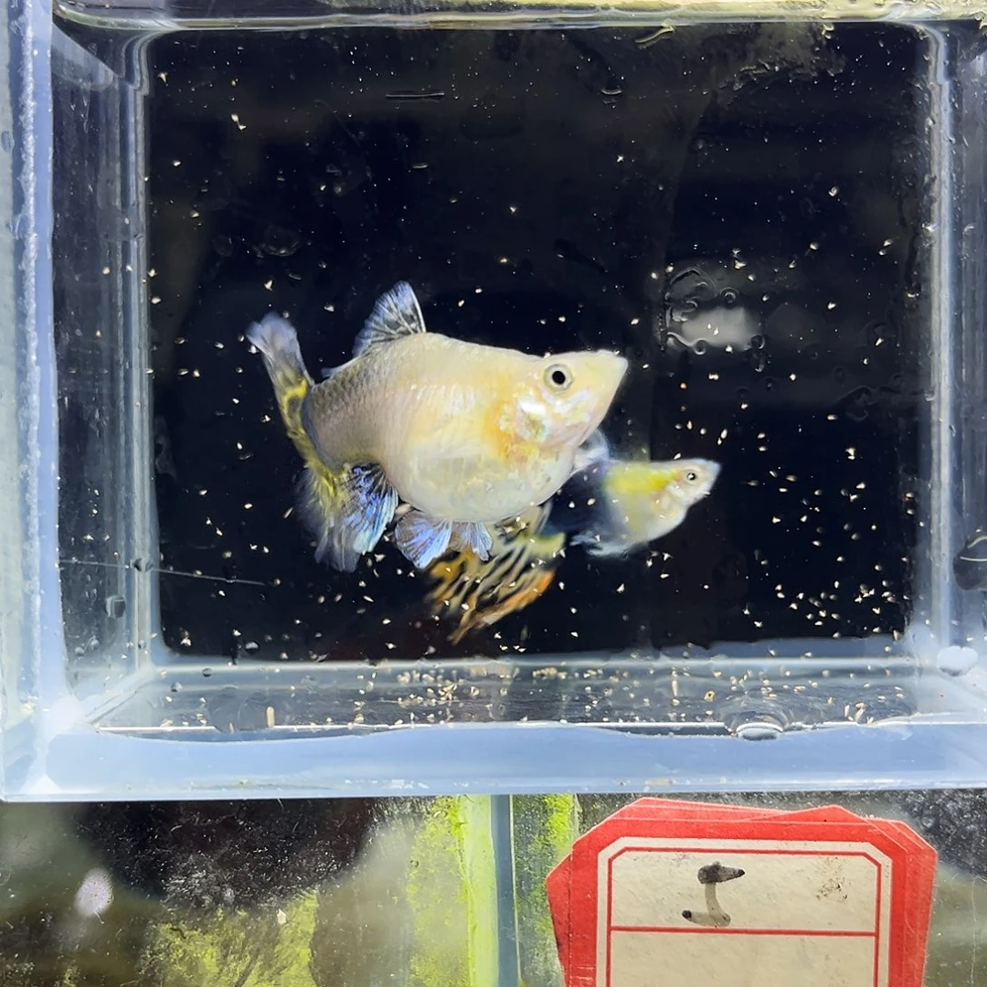 孔雀鱼金葵花球一对