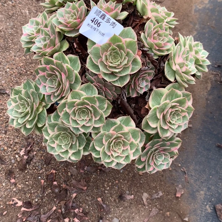 406莲花座多肉植物特价