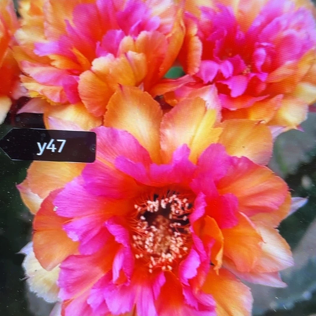 Y47彩侧牙20包邮仙人球28