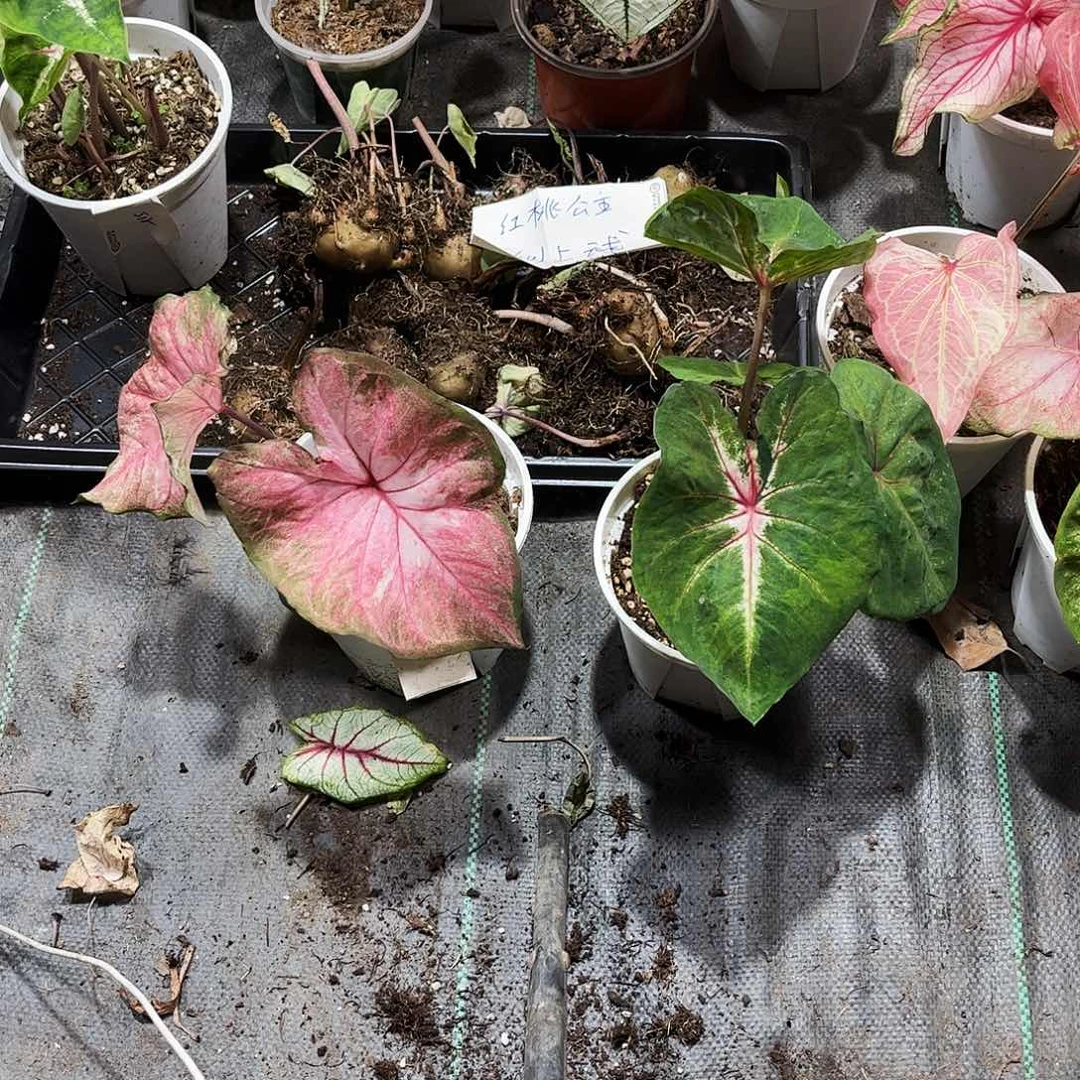 火***柴海王彩叶芋不带花