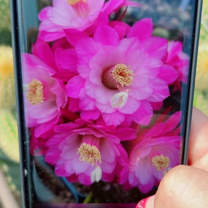 36金妞海姆歪无根侧芽5公分左右20包邮