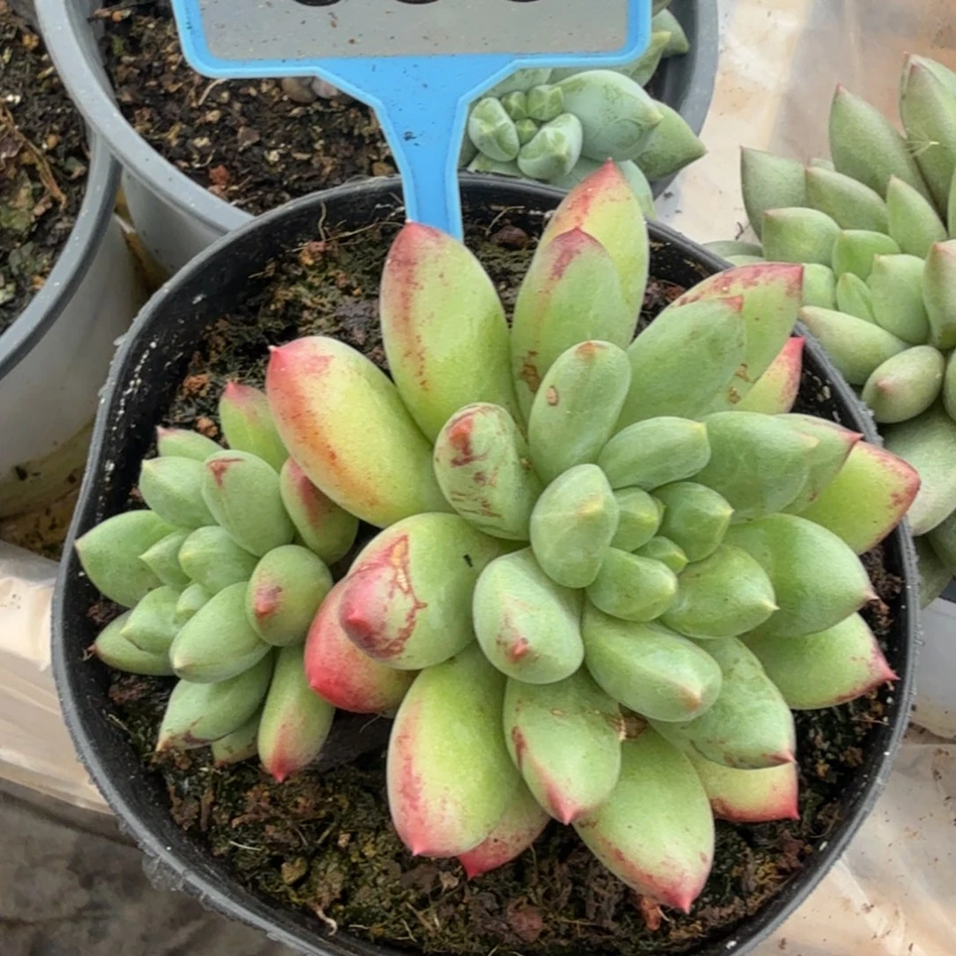 036暗纹美人多肉植物