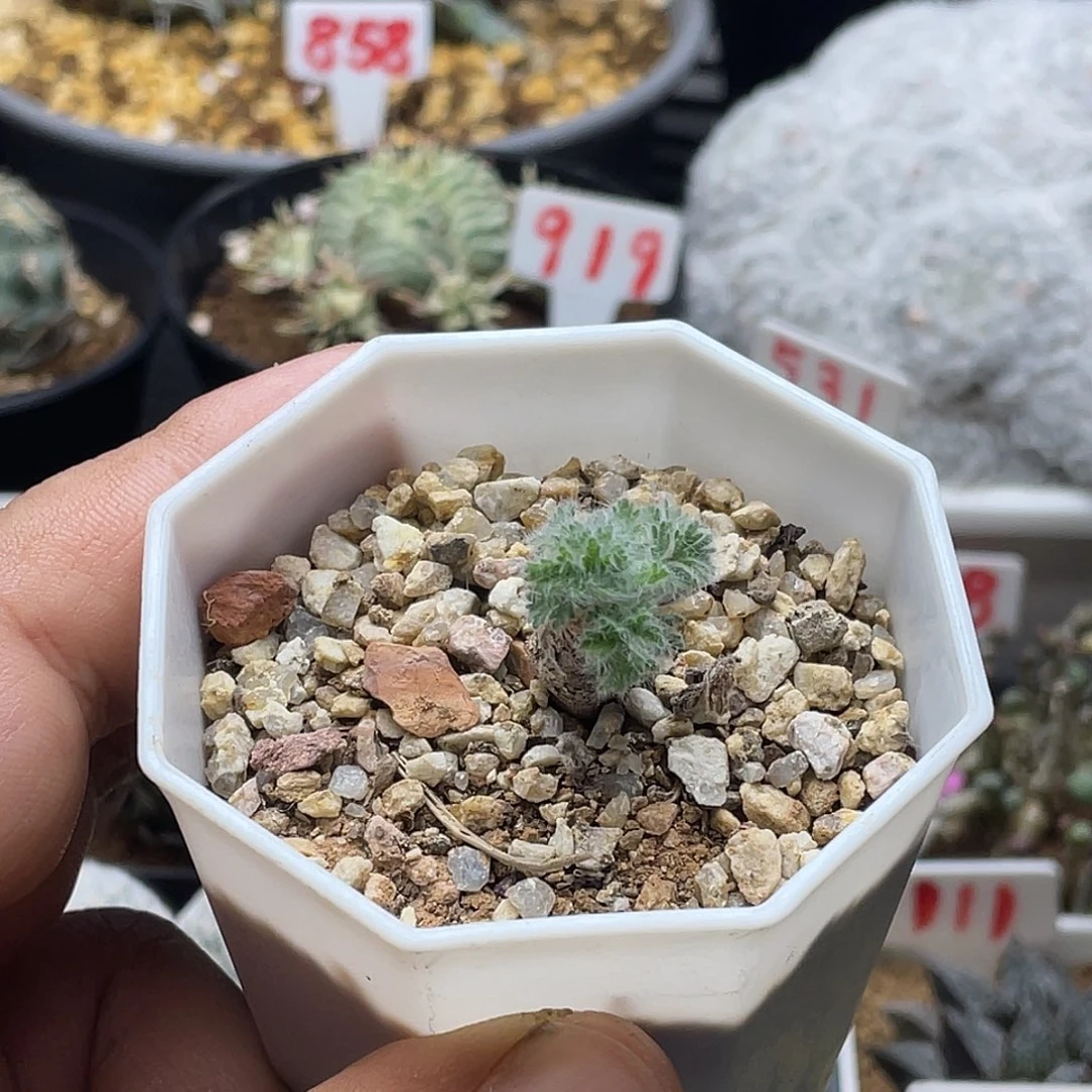 实生羽叶洋葵 带盆土包邮