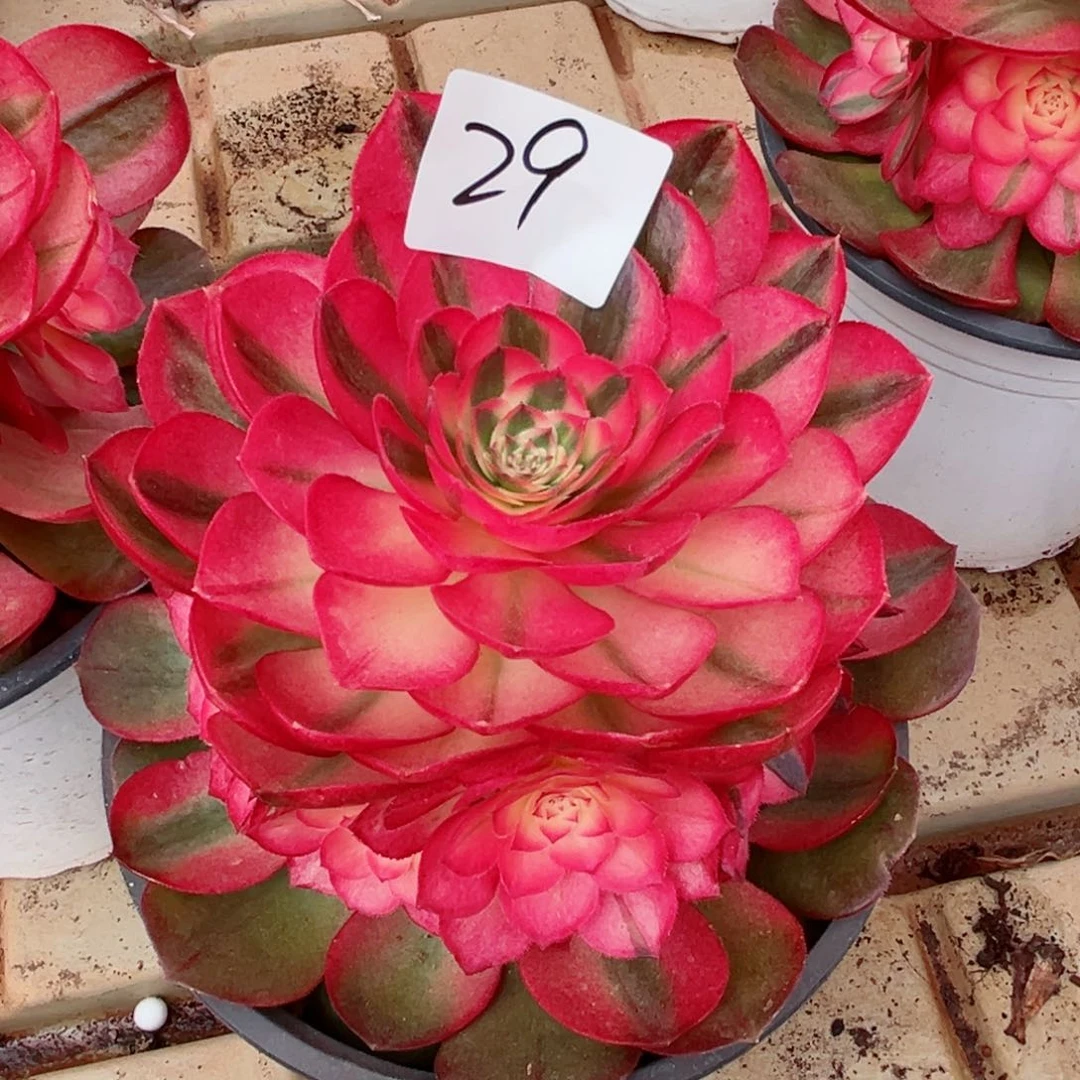 一物一拍多肉法师29