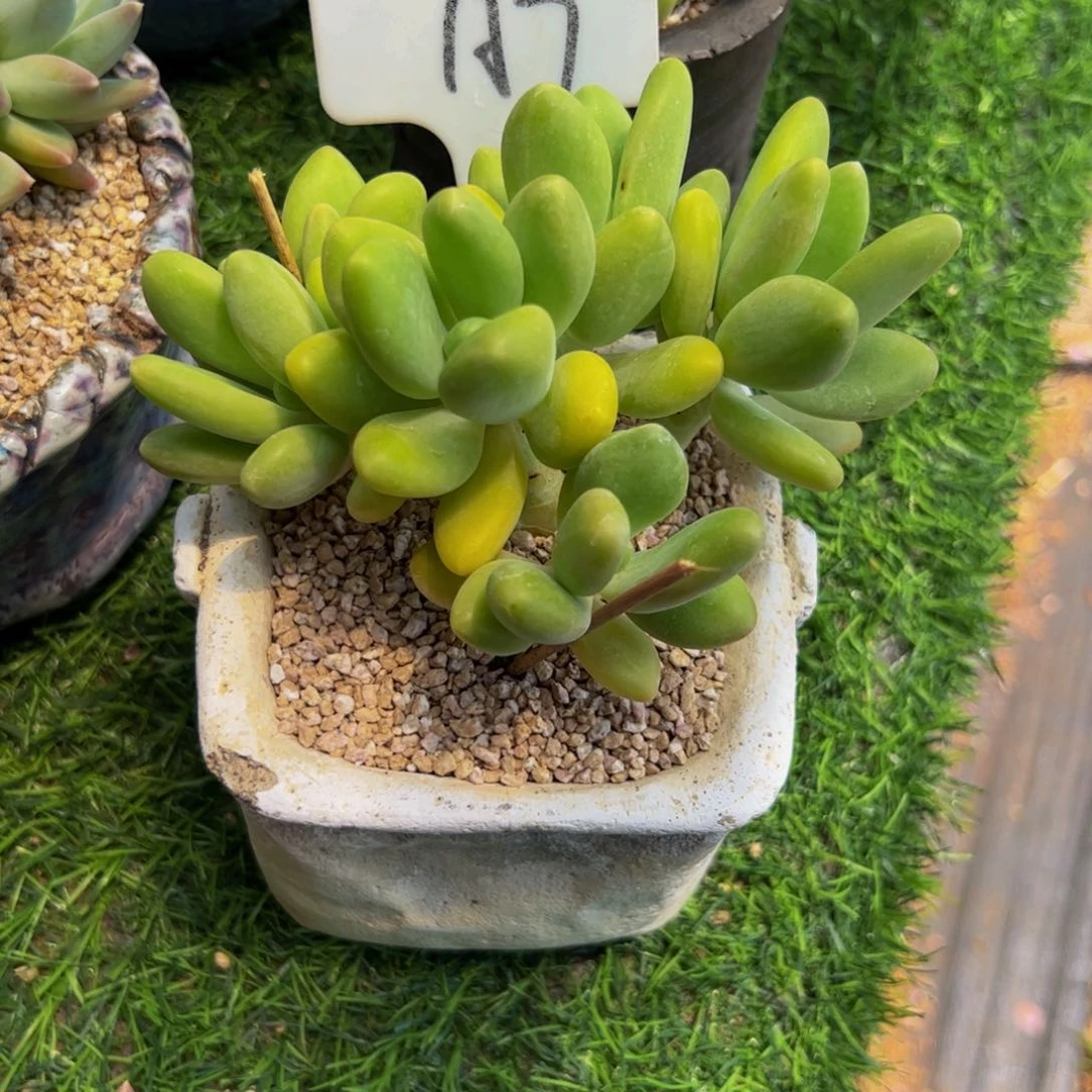 静*&KK美人多肉植物