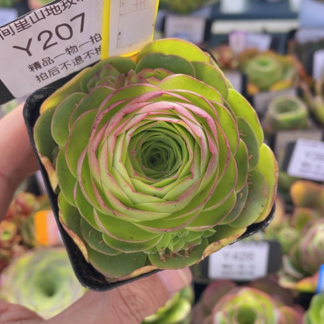 堇年多肉福利207一物一拍