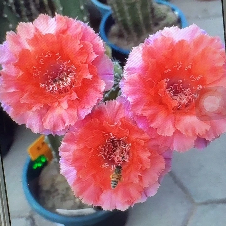 魅羽侧芽4公分彩草