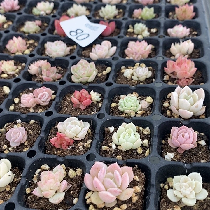 80 多肉植物盆栽花卉