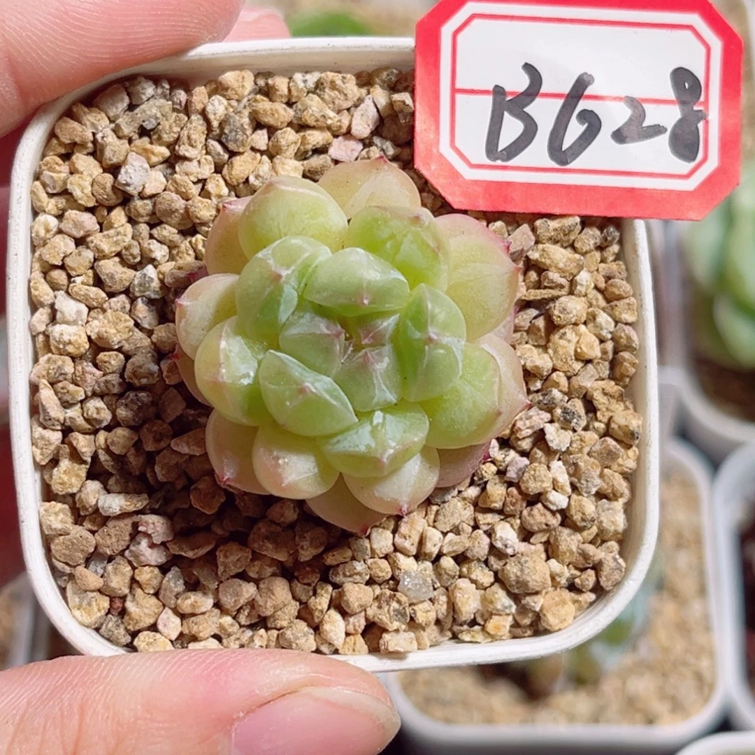 B628 一物一拍 无名珍妮